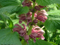 Lamium orvala bestellen